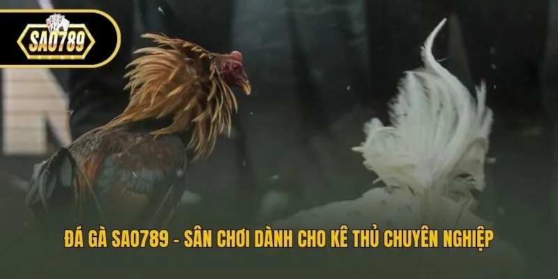 Đá gà Sao789 - Sân chơi dành cho kê thủ chuyên nghiệp
