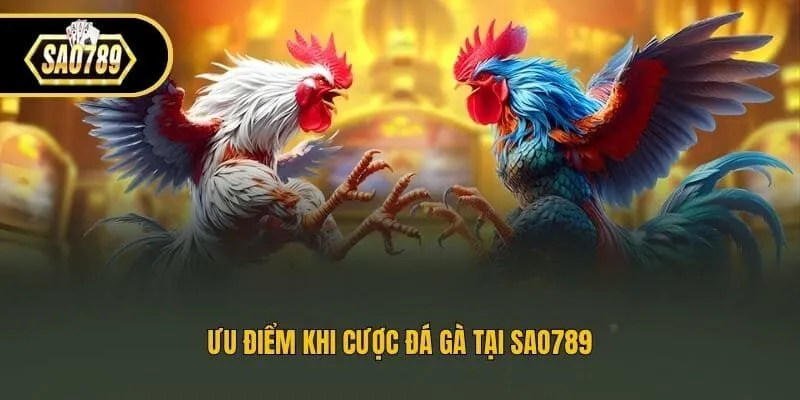 Ưu điểm khi cược đá gà tại Sao789
